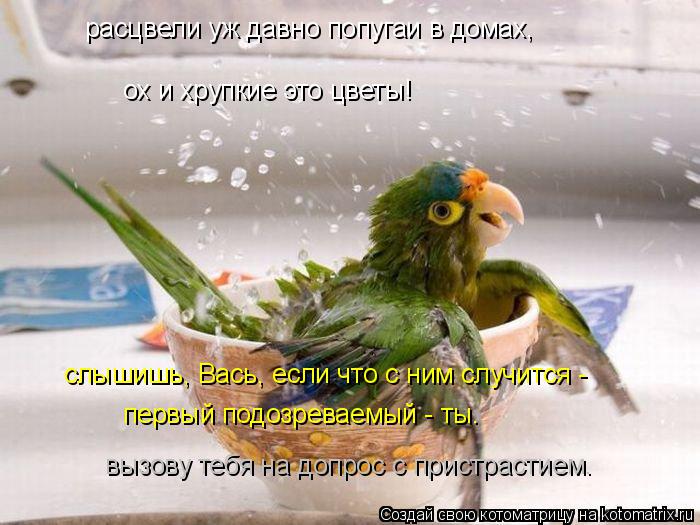 расцвели уж давно попугаи в домах, ох и хрупкие это цветы! слышишь, Вась, если что с ним случится - ... Котоматрица: расцвели уж давно попугаи в домах, ох и хрупкие это цветы! слышишь, Вась, если что с ним случится - первый подозреваемый - ты. вызову тебя на д