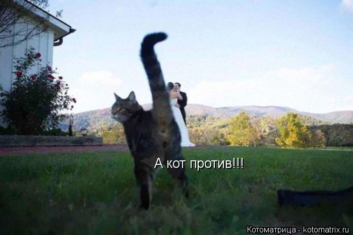 А кот против!!!... Котоматрица: А кот против!!!
