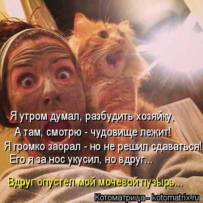 Я утром думал, разбудить хозяйку, А там, смотрю - чудовище лежит! Я громко заорал - но не решил сдава... Котоматрица: Я утром думал, разбудить хозяйку, А там, смотрю - чудовище лежит! Я громко заорал - но не решил сдаваться! Его я за нос укусил, но вдруг... Вдруг