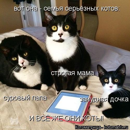 вот она - семья серьёзных котов: суровый папа строгая мама занудная дочка И ВСЁ ЖЕ ОНИ КОТЫ!... Котоматрица: вот она - семья серьёзных котов: суровый папа строгая мама занудная дочка И ВСЁ ЖЕ ОНИ КОТЫ!