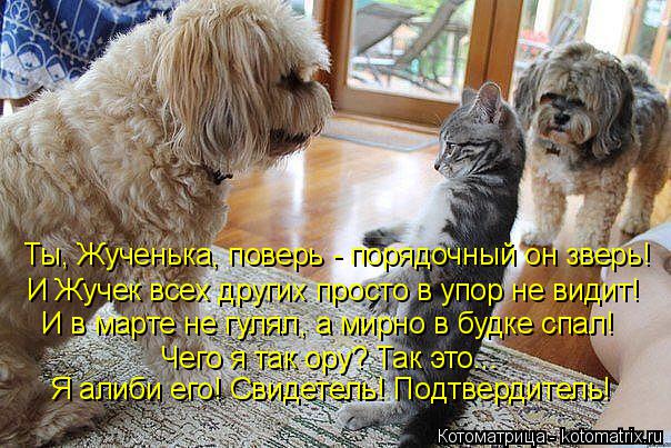 Ты, Жученька, поверь - порядочный он зверь! И Жучек всех других просто в упор не видит! И в марте не ... Котоматрица: Ты, Жученька, поверь - порядочный он зверь! И Жучек всех других просто в упор не видит! И в марте не гулял, а мирно в будке спал! Чего я так ору?