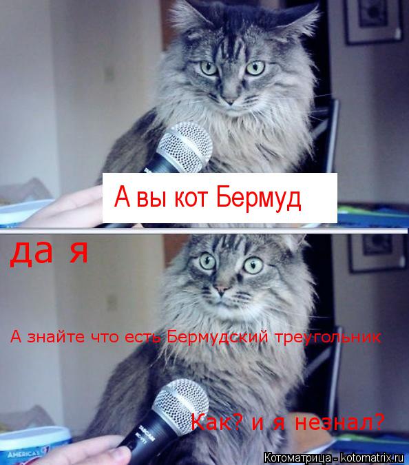 Котоматрица: А вы кот Бермуд да я А знайте что есть Бермудский треугольник Как? и я незнал?