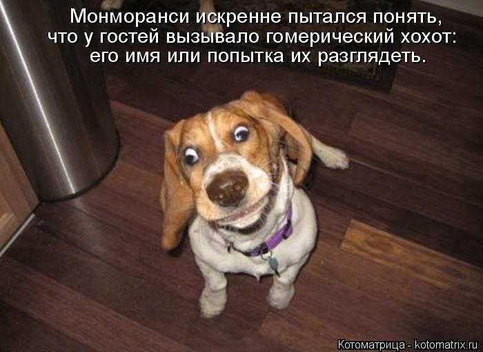 Монморанси искренне пытался понять, что у гостей вызывало гомерический хохот: его имя или попытка их ... Котоматрица: Монморанси искренне пытался понять, что у гостей вызывало гомерический хохот: его имя или попытка их разглядеть.