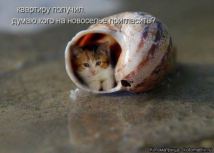 квартиру получил. думаю,кого на новоселье пригласить?... Котоматрица: квартиру получил. думаю,кого на новоселье пригласить?