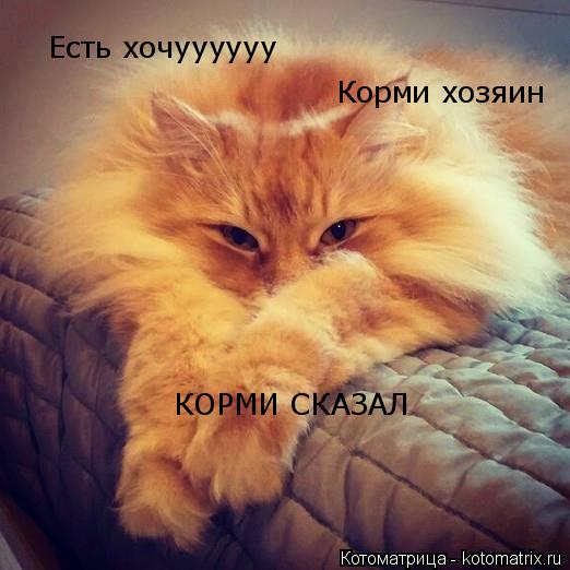 Котоматрица: Есть хочуууууу Корми хозяин КОРМИ СКАЗАЛ