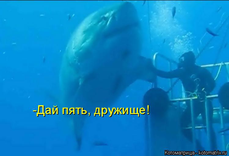 Котоматрица: -Дай пять, дружище!