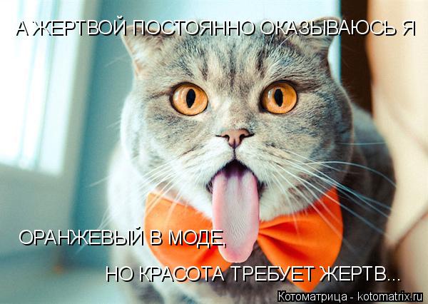 ОРАНЖЕВЫЙ В МОДЕ, ОРАНЖЕВЫЙ В МОДЕ, ОРАНЖЕВЫЙ В МОДЕ, НО КРАСОТА ТРЕБУЕТ ЖЕРТВ... А ЖЕРТВОЙ ПОСТОЯННО... Котоматрица: ОРАНЖЕВЫЙ В МОДЕ, ОРАНЖЕВЫЙ В МОДЕ, ОРАНЖЕВЫЙ В МОДЕ, НО КРАСОТА ТРЕБУЕТ ЖЕРТВ... А ЖЕРТВОЙ ПОСТОЯННО ОКАЗЫВАЮСЬ Я