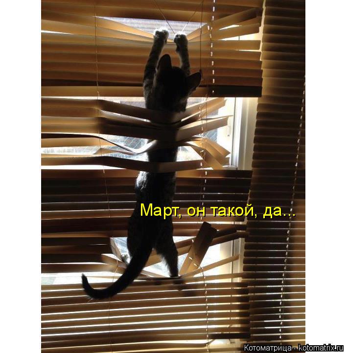 Март, он такой, да...... Котоматрица: Март, он такой, да...