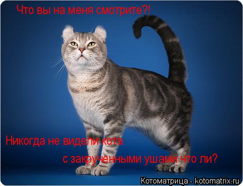 Что вы на меня смотрите?! Никогда не видели кота с закрученными ушами что ли?... Котоматрица: Что вы на меня смотрите?! Никогда не видели кота с закрученными ушами что ли?