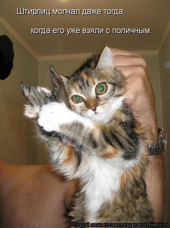 Штирлиц молчал даже тогда, когда его уже взяли с поличным.... Котоматрица: Штирлиц молчал даже тогда, когда его уже взяли с поличным.