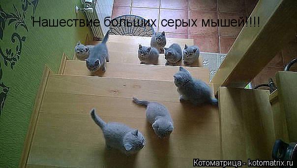 Нашествие больших серых мышей!!!!... Котоматрица: Нашествие больших серых мышей!!!!