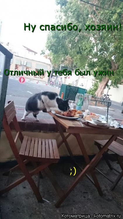 Ну спасибо, хозяин! Отличный у тебя был ужин ;)... Котоматрица: Ну спасибо, хозяин! Отличный у тебя был ужин ;)
