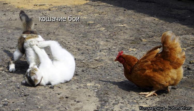 кошачие бои... Котоматрица: кошачие бои