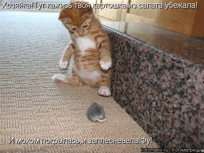 Хозяйка!Тут кажись твоя картошка из салата убежала! И мохом покрылась,и заплесневела!Фу!... Котоматрица: Хозяйка!Тут кажись твоя картошка из салата убежала! И мохом покрылась,и заплесневела!Фу!