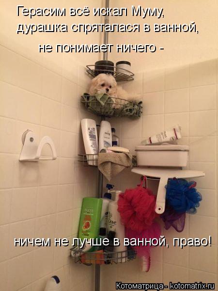 Герасим всё искал Муму, дурашка спряталася в ванной, не понимает ничего - ничем не лучше в ванной, ... Котоматрица: Герасим всё искал Муму, дурашка спряталася в ванной, не понимает ничего - ничем не лучше в ванной, право!
