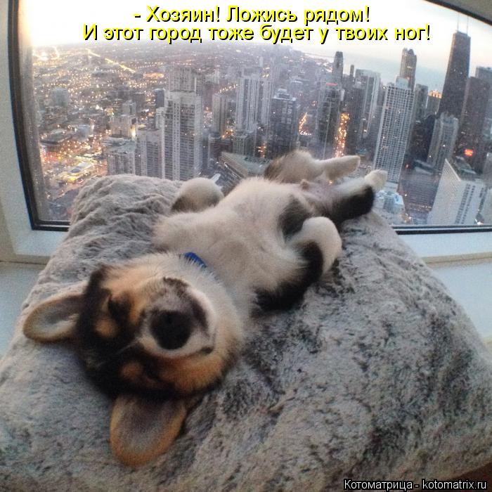 Котоматрица: - Хозяин! Ложись рядом! И этот город тоже будет у твоих ног!