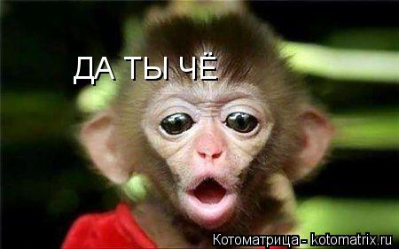 ДА ТЫ ЧЁ... Котоматрица: ДА ТЫ ЧЁ