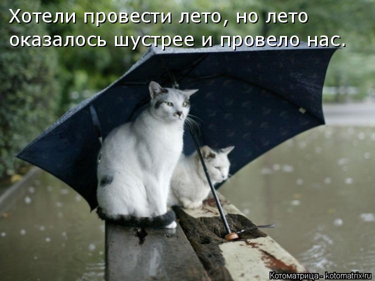 Котоматрица: Хотели провести лето, но лето оказалось шустрее и провело нас.