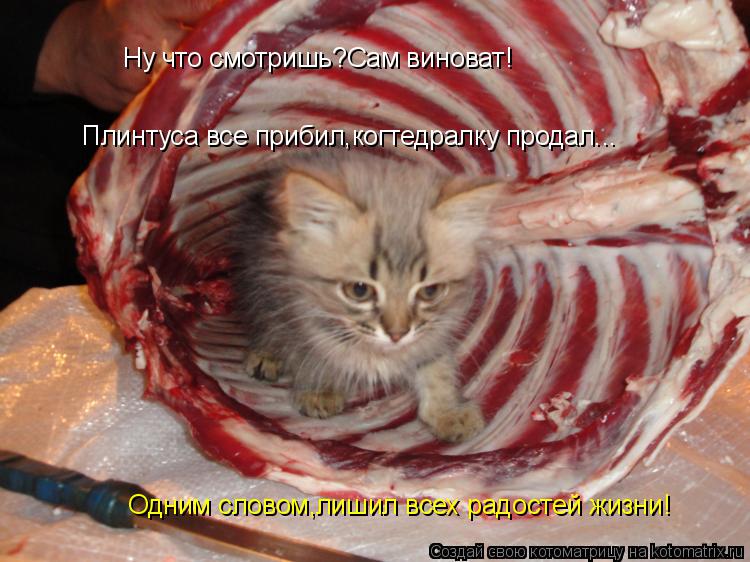 Ну что смотришь?Сам виноват! Плинтуса все прибил,когтедралку продал... Одним словом,лишил всех радост... Котоматрица: Ну что смотришь?Сам виноват! Плинтуса все прибил,когтедралку продал... Одним словом,лишил всех радостей жизни!