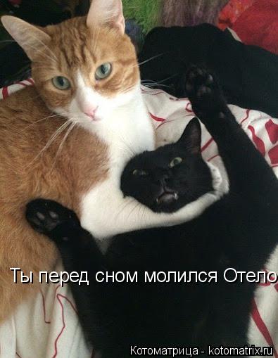 Котоматрица: Ты перед сном молился Отело