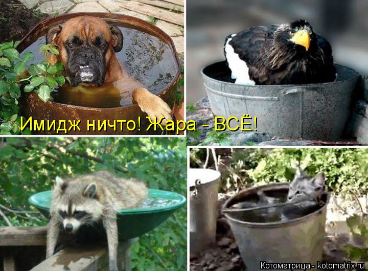 Котоматрица: Имидж ничто! Жара - ВСЁ!