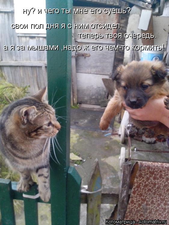 Котоматрица: ну? и чего ты мне его суёшь? свои пол дня я с ним отсидел, теперь твоя очередь. а я за мышами ,надо ж его чем-то кормить!