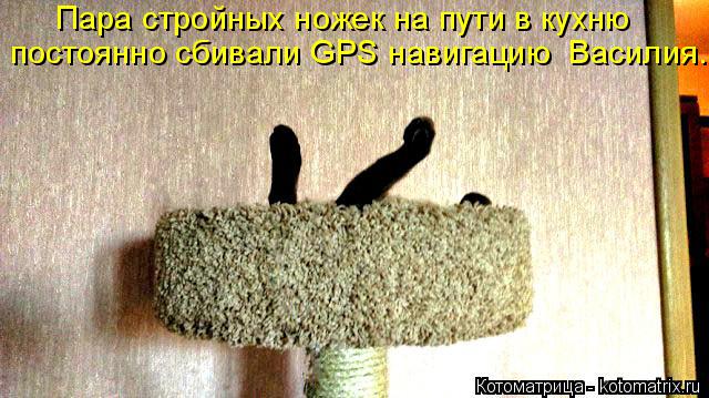 Котоматрица: Пара стройных ножек на пути в кухню постоянно сбивали GPS навигацию  Василия.