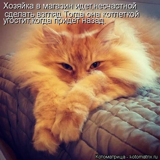 Хозяйка в магазин идет,несчастной сделать взгляд.Тогда она котлеткой угостит,когда придет назад.... Котоматрица: Хозяйка в магазин идет,несчастной сделать взгляд.Тогда она котлеткой угостит,когда придет назад.