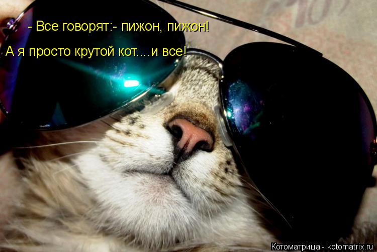 Котоматрица: - Все говорят:- пижон, пижон! А я просто крутой кот....и все!
