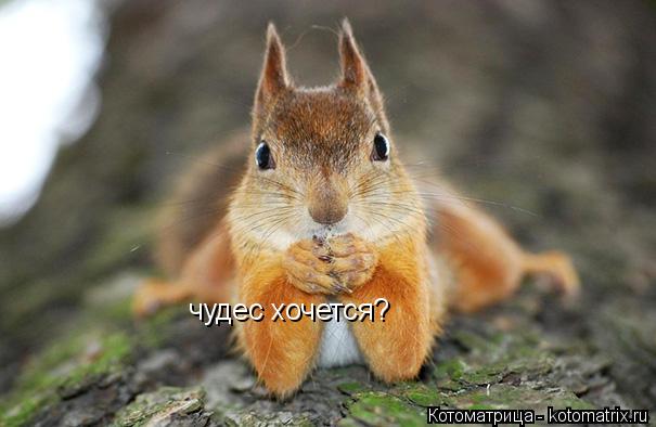 чудес хочется?... Котоматрица: чудес хочется?