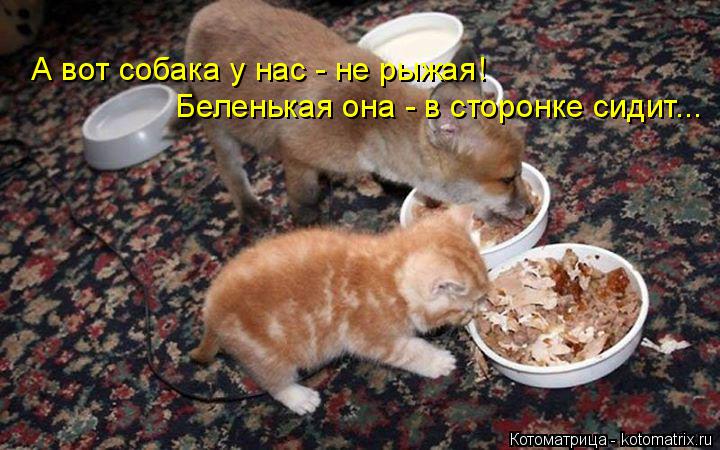 Котоматрица: А вот собака у нас - не рыжая! Беленькая она - в сторонке сидит...