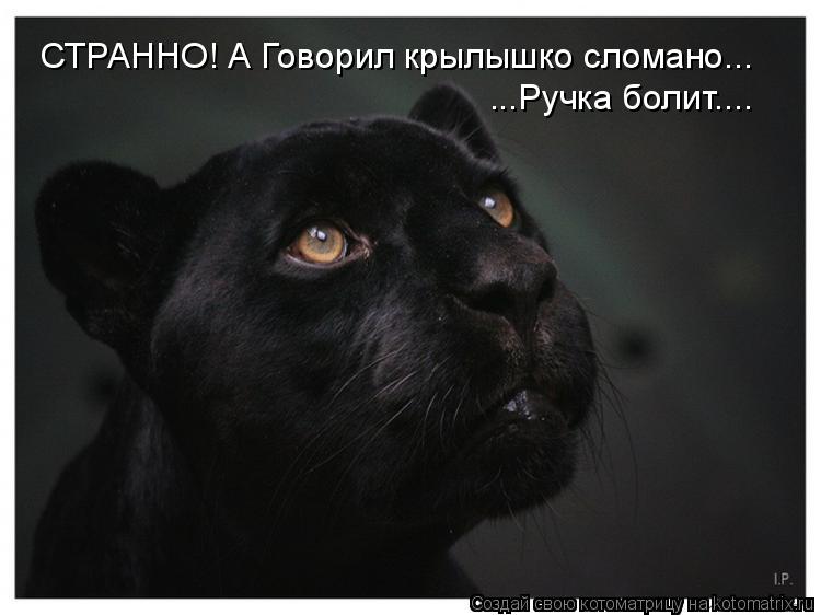 СТРАННО! А Говорил крылышко сломано... ...Ручка болит....... Котоматрица: СТРАННО! А Говорил крылышко сломано... ...Ручка болит....