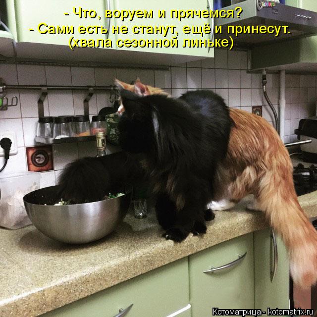 Котоматрица: - Что, воруем и прячемся? - Сами есть не станут, ещё и принесут.  (хвала сезонной линьке)