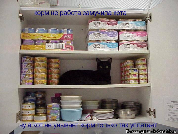 Котоматрица: корм не работа замучила кота. ну а кот не унывает корм только так уплетает