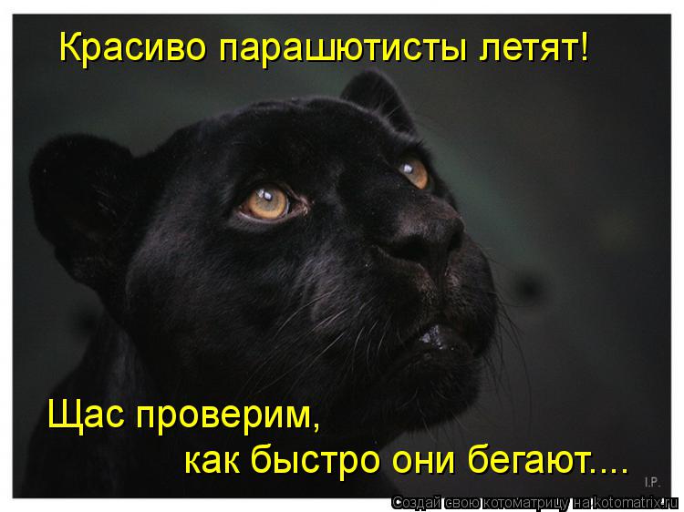 Котоматрица: Красиво парашютисты летят! Щас проверим,  как быстро они бегают....