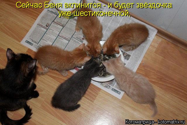 Котоматрица: Сейчас Беня вклинится - и будет звёздочка уже шестиконечной,