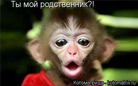 Ты мой родственник?!... Котоматрица: Ты мой родственник?!