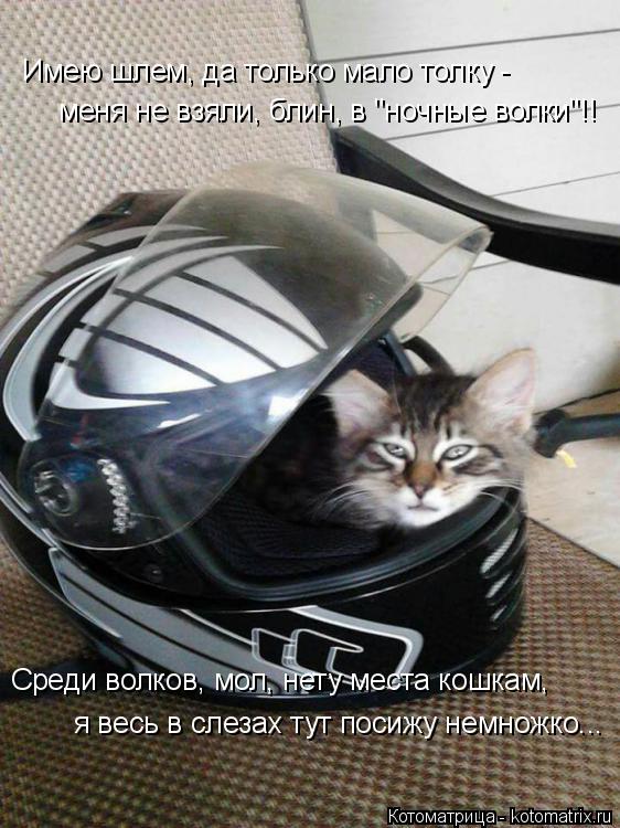 Имею шлем, да только мало толку - меня не взяли, блин, в "ночные волки"!! Среди волков, мол, нету мес... Котоматрица: Имею шлем, да только мало толку - меня не взяли, блин, в "ночные волки"!! Среди волков, мол, нету места кошкам, я весь в слезах тут посижу немножк
