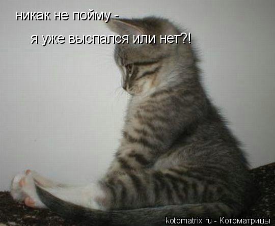 Котоматрица: никак не пойму - я уже выспался или нет?!