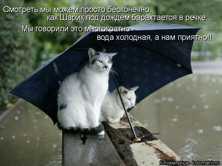 Котоматрица: Смотреть мы можем просто бесконечно, как Шарик под дождем барахтается в речке.... Мы говорили это многократно - вода холодная, а нам приятно!!