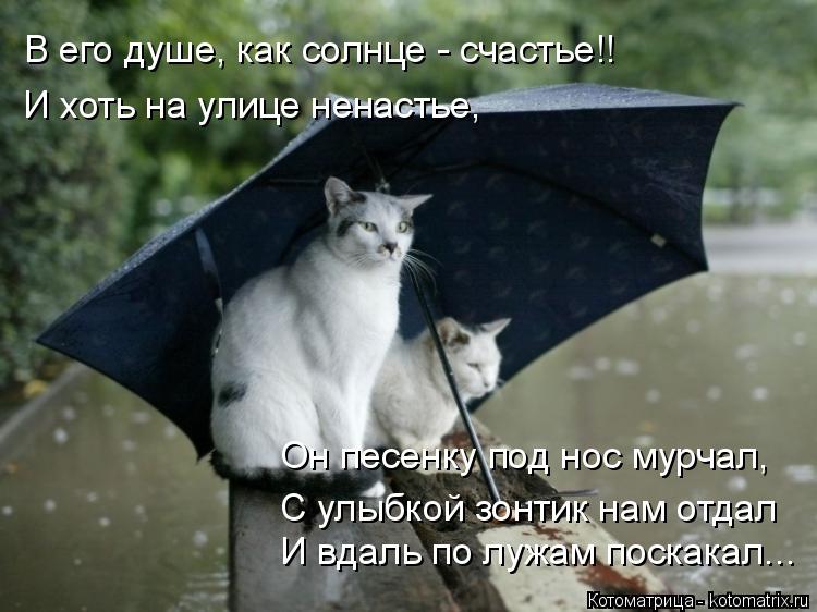 Котоматрица: В его душе, как солнце - счастье!! И хоть на улице ненастье, И вдаль по лужам поскакал... Он песенку под нос мурчал, С улыбкой зонтик нам отдал