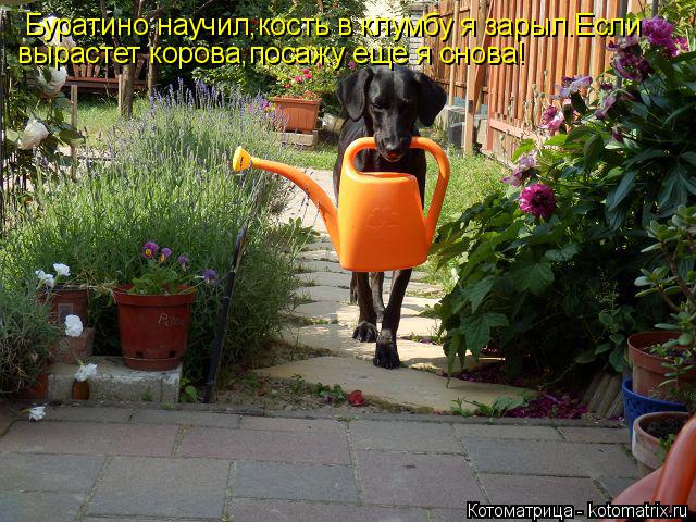 Котоматрица: Буратино научил,кость в клумбу я зарыл.Если  вырастет корова,посажу еще я снова!