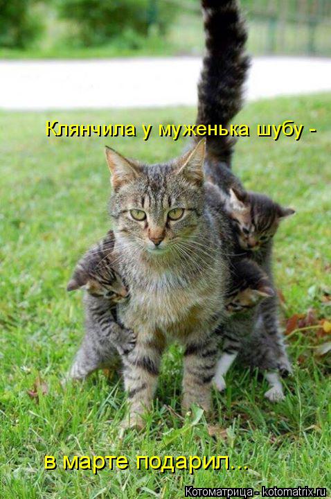 Котоматрица: в марте подарил... Клянчила у муженька шубу -