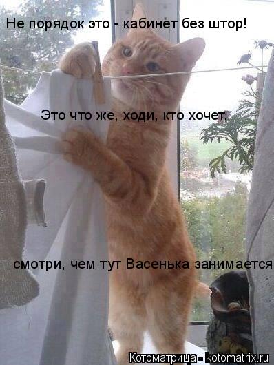 Котоматрица: Не порядок это - кабинет без штор!   Это что же, ходи, кто хочет,   смотри, чем тут Васенька занимается?