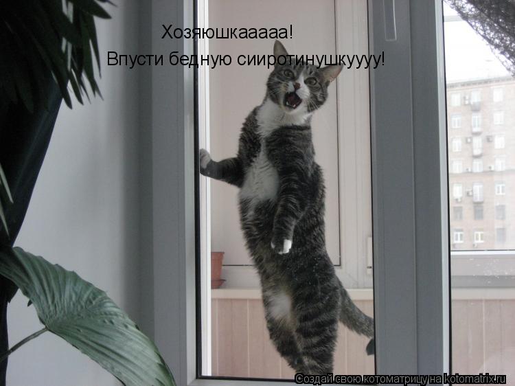 Котоматрица: Хозяюшкааааа! Впусти бедную сииротинушкуууу!