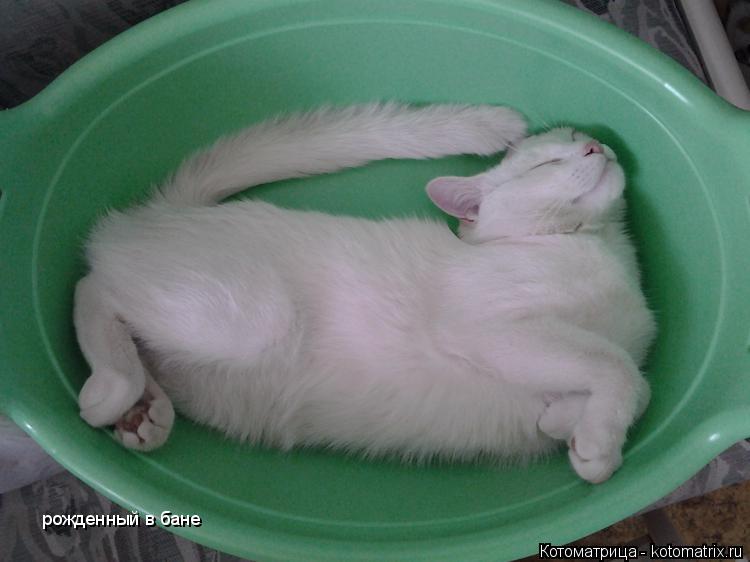 Котоматрица: рожденный в бане