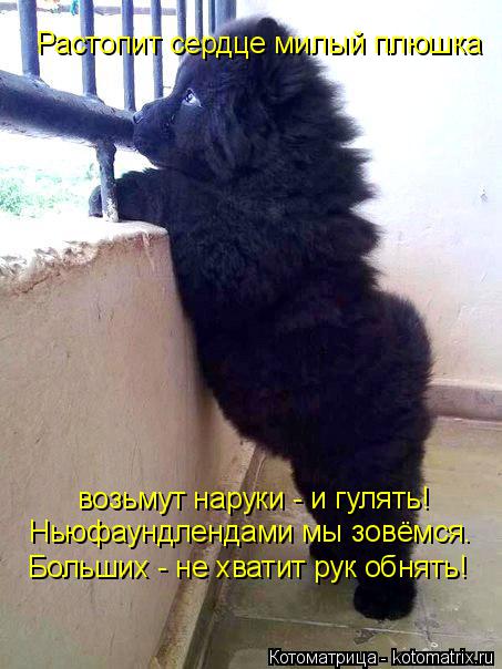 Растопит сердце милый плюшка возьмут наруки - и гулять! Ньюфаундлендами мы зовёмся. Больших - не хват... Котоматрица: Растопит сердце милый плюшка возьмут наруки - и гулять! Ньюфаундлендами мы зовёмся. Больших - не хватит рук обнять!