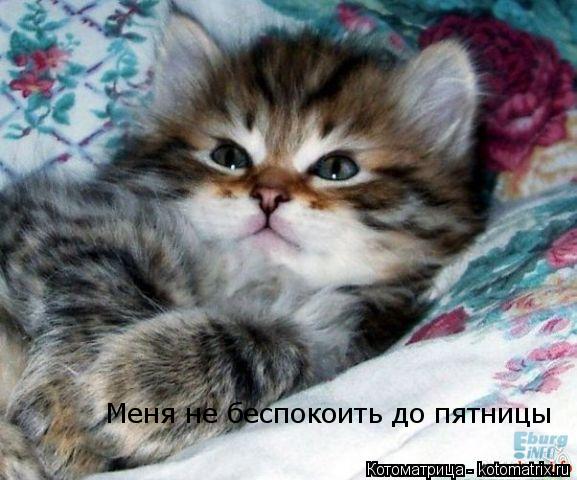 Меня не беспокоить до пятницы... Котоматрица: Меня не беспокоить до пятницы