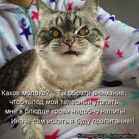 Котоматрица: Какое молоко?... Ты обрати внимание, чтоб голод мой телесный утолить,  мне в блюдце крови надобно налить! Иначе сам искать я буду пропитание!!