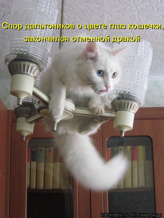 Спор дальтоников о цвете глаз кошечки, закончился отменной дракой... Котоматрица: Спор дальтоников о цвете глаз кошечки, закончился отменной дракой